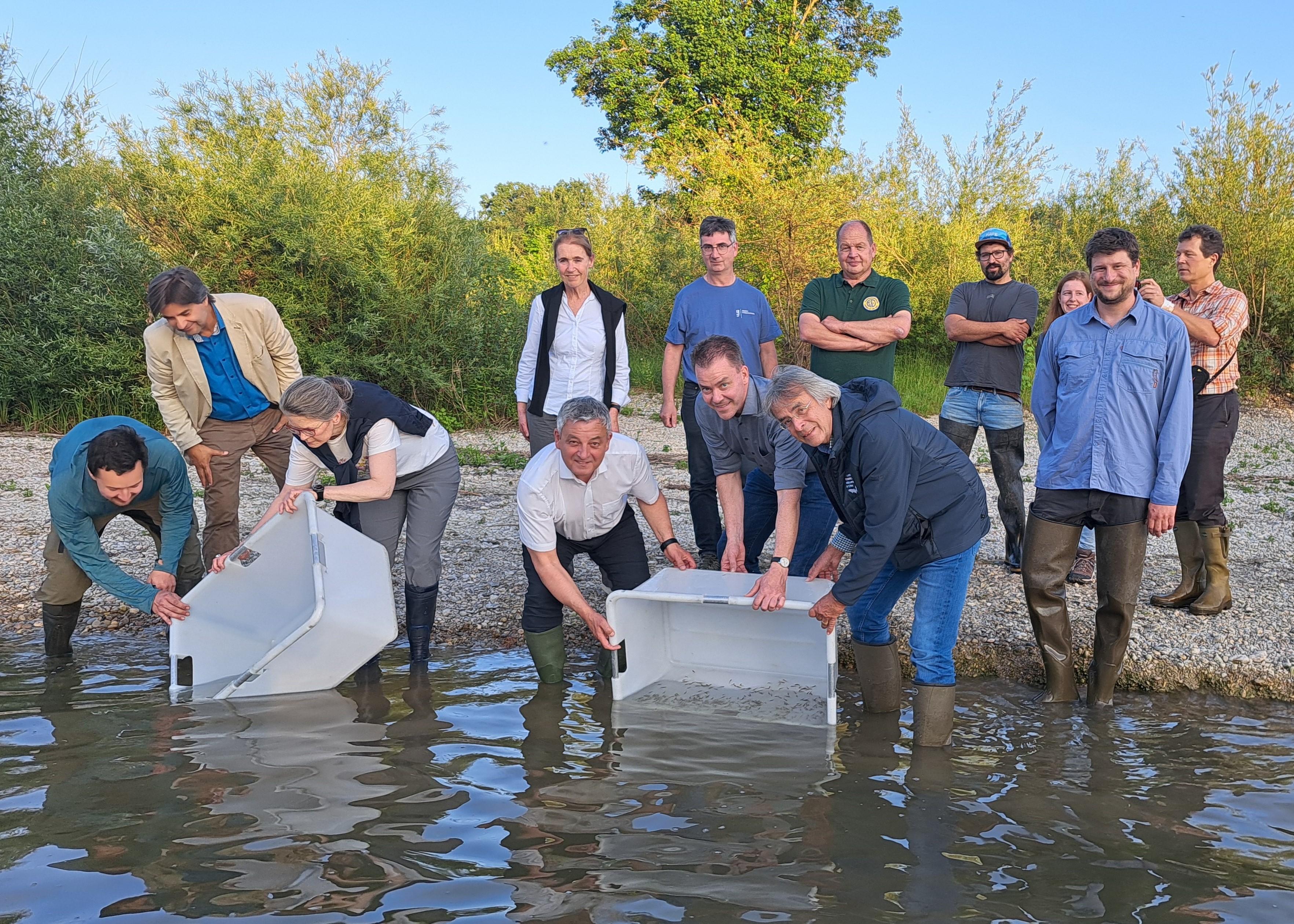 Gemeinsam für den Streber in Landau an der Isar: Erfolgreiche Wiederansiedlung des Strebers durch eine gute und enge Zusammenarbeit von Naturschutz, Fischerei und Wasserwirtschaft. (Quelle: LfU) Gemeinsam für den Streber in Landau an der Isar: Erfolgreiche Wiederansiedlung des Strebers durch eine gute und enge Zusammenarbeit von Naturschutz, Fischerei und Wasserwirtschaft.