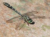Die Kleine Zangenlibelle ist eine typische Bewohnerin von Fließgewässern mit kiesigem oder sandigem Grund und entlang von Regen und Donau zu erwarten.