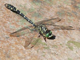 Die Kleine Zangenlibelle ist eine typische Bewohnerin von Fließgewässern mit kiesigem oder sandigem Grund und entlang von Regen und Donau zu erwarten.