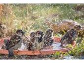 PM 31/2025:  Haussperlinge beim Baden 