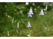 Die glockenförmigen Blüten mit dem langen Griffel und ihr Duft geben der Wohlriechenden Becherglocke ihren Namen