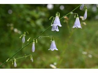Die glockenförmigen Blüten mit dem langen Griffel und ihr Duft geben der Wohlriechenden Becherglocke ihren Namen