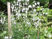 PM 34/2025:  Becherglocken können mannshoch wachsen und viele Blüten an mehreren Sprossen tragen. Vor Wildverbiss müssen sie geschützt werden 