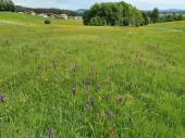 PM 42/2025:  Ausgesprochen orchideenreiche Nasswiese mit viel Breitblättrigem Knabenkraut am Urbanbach 