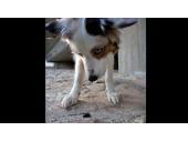 Der Artenspürhund 