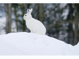 Schneehase im Winter