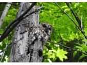 Waldkauz im Stadtwald Augsburg
