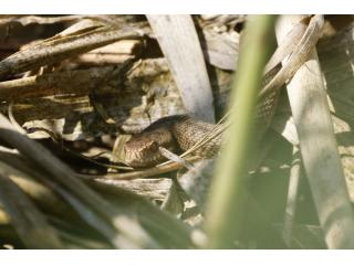Eine weibliche Kreuzotter liegt im Anhauser Tal im Schilf