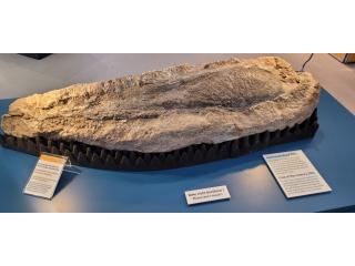 Fossiler Unterkieferknochen des Cyclotosaurus ebrachensis, ausgestellt auf den Mineralientagen München 2025