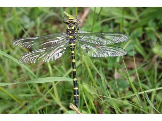 Die Gestreifte Quelljungfer (Cordulegaster bidentata) ist die deutlich seltenere von zwei ähnlichen und nahe verwandten Arten. Sie lebt an Quellen und kleinen Bachoberläufen, wo sich die Larven im sandig-schlammigen Bodensubstrat entwickeln.