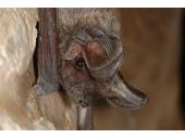 Dargestellt ist ein Portrait einer Fledermaus mit großen Ohren und hellbraunem Fell; die Fledermaus hängt an hellem Gestein.