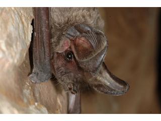 Dargestellt ist ein Portrait einer Fledermaus mit großen Ohren und hellbraunem Fell; die Fledermaus hängt an hellem Gestein.