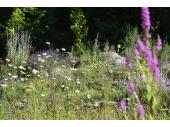 Naturnahe Gärten mit gebietsheimischen Pflanzen stützen die heimische Biodiversität