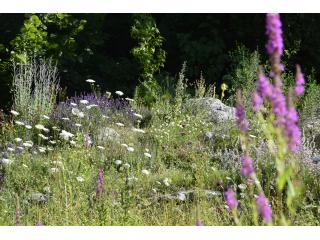 Naturnahe Gärten mit gebietsheimischen Pflanzen stützen die heimische Biodiversität