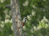 PM 21/2026: Stehendes Totholz wie dieser Birnbaum lockt Buntspechte zur Nahrungssuche