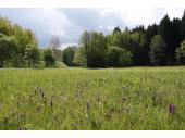 Orchideenreiche Nasswiese in einem Bachtal im nördlichen Landkreis Passau
