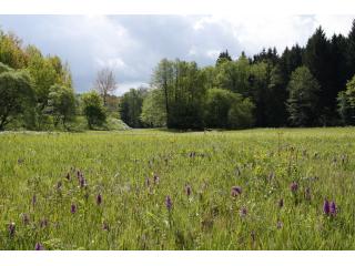 Orchideenreiche Nasswiese in einem Bachtal im nördlichen Landkreis Passau