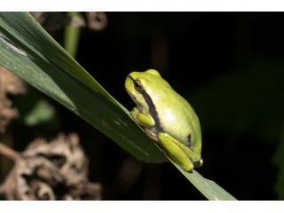 Kleiner Frosch - große Wirkung. Trotz geringer Körpergröße kann ein Laubfrosch-Männchen mit lautem Quaken auf sich aufmerksam machen.