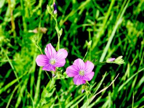 Blüten des 'Klebrigen Leins' auf einer Wiese