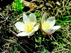 Weiße Blüten der Frühlings Kuhschelle