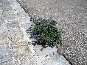 Pflanze zwischen Pflaster- und Asphaltweg