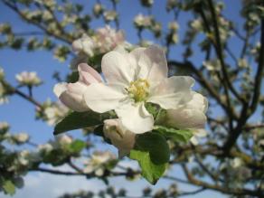 Zweig mit Apfelblüten