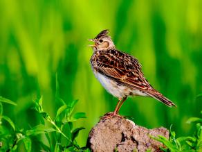 Feldlerche steht auf einem Stein auf einer Wiese
