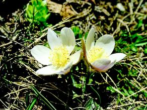 Weiße Blüten der Frühlings Kuhschelle