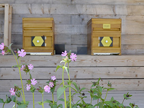 Zwei Bienestocke am Pavillon.