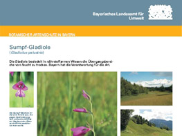 Beispiel für ein Poster der Ausstellung Botanischer Artenschutz in Bayern; dargestellt ist die Sumpf-Gladiole