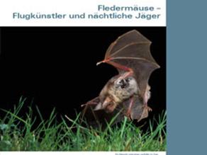 Jagende Fledermaus