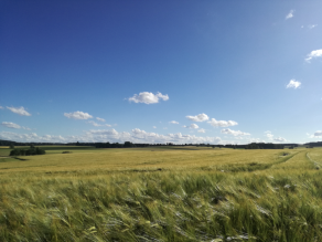 Gerstenfeld mit blauem Himmel