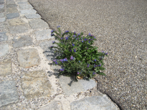 Pflanze zwischen gepflasterter Fläche und Asphaltweg.