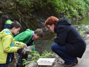 Grundschüler untersuchen Wassertiere in einem Fließgewässer.