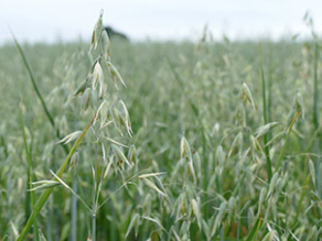 Haferpflanzen auf dem Feld.