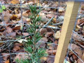 Atlaszeder Cedrus Atlantica Atlaszeder Cedrus Atlantica