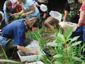 Kinder untersuchen ein Gewässer und bestimmen anhand der auftretenden Tiere die Gewässergüte