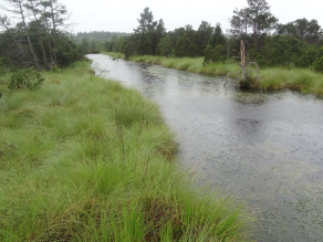 Ein Kanal durchfließt ein Hochmoor