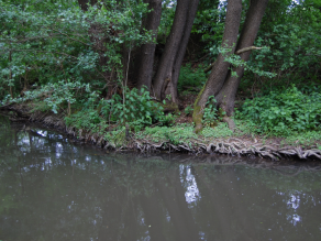 Das Ufer einer Aue ist sehr stark mit Wurzekln der angrenzenden Bäume bewachsen