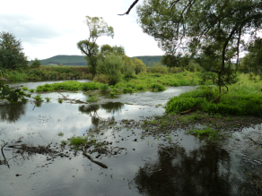 Die Naab bei Nabburg