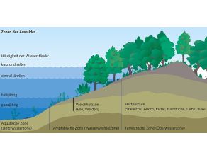 Grafik: Verschiedene Zonen eines Auwaldes in Abhängigkeit von der Überschwemmungshäufigkeit.