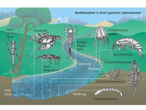 Grafik: Verschiedene Tierarten eines Baches, dargestellt in ihren typischen Lebensräumen.
