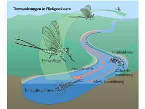Auf- und Abwärtswanderungen von Tieren im Fließgewässer (die Eintagsfliegenlarve flussabwärts - die Eintagsfliege flussaufwärts).