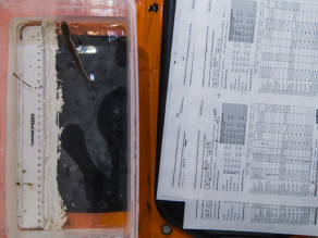 Ein Versuchsfisch befindet sich in einer Hälterungsbox, daneben das Protokoll zur Erfassung von Fischschäden an Individuen.