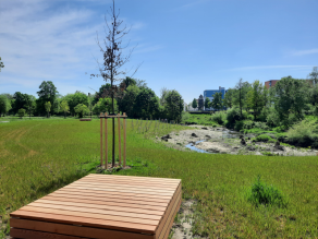 Eine große Wiesenfläche mit saftig-grünem Gras fällt flach zu einem umgestalteten Bachlauf ab. Eine Holzplattform im Vordergrund kann als Sitzgelegenheit genutzt werden, daneben ein junger Baum. Die abgeflachten Ufer des Gewässers weisen noch wenig Bewuchs auf. Im Hintergrund eine Gehölzpflanzung im Uferbereich.