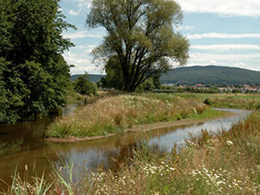 Aufgeweiteter Fluss mit zwei Gewässerarmen, die eine Insel formen. Auf der Insel eine große Weide. Die flachen Ufer sind von Wiesen mit Wilder Kamille gesäumt. Aufgeweiteter Fluss mit zwei Gewässerarmen, die eine Insel formen. Auf der Insel eine große Weide. Die flachen Ufer sind von Wiesen mit Wilder Kamille gesäumt.
