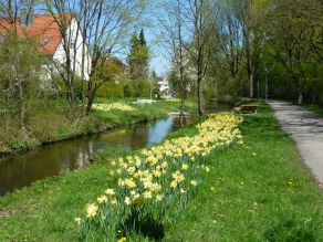 Ein Uferstreifen mit Osterglocken, mehreren Bäumen und einer Holzliege trennt einen asphaltierten Geh- und Radweg entlang des Gewässers von einem langsam fließenden Bach. Ein Uferstreifen mit Osterglocken, mehreren Bäumen und einer Holzliege trennt einen asphaltierten Geh- und Radweg entlang des Gewässers von einem langsam fließenden Bach.