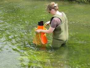 In einem Fluss steht eine Mitarbeiterin der Wasserwirtschaftsverwaltung in Wathosen. In den Händen hält sie einen Sichtkasten, mit dem man unter die Wasseroberfläche und auf den Gewässergrund blicken kann.