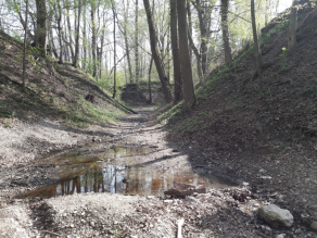 Bachbett im Wald