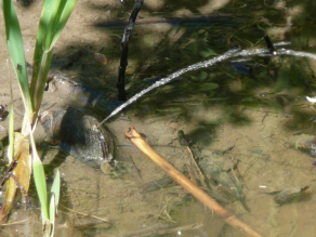 Bachmuschel in einem Gewässer